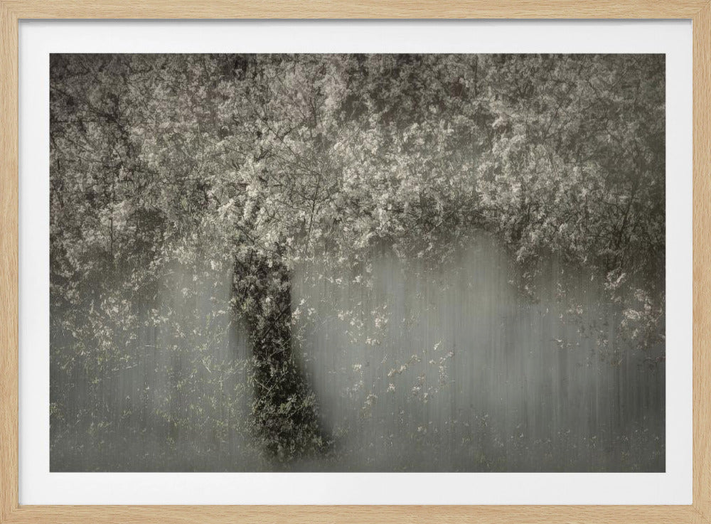 Witte bloesem | Poster