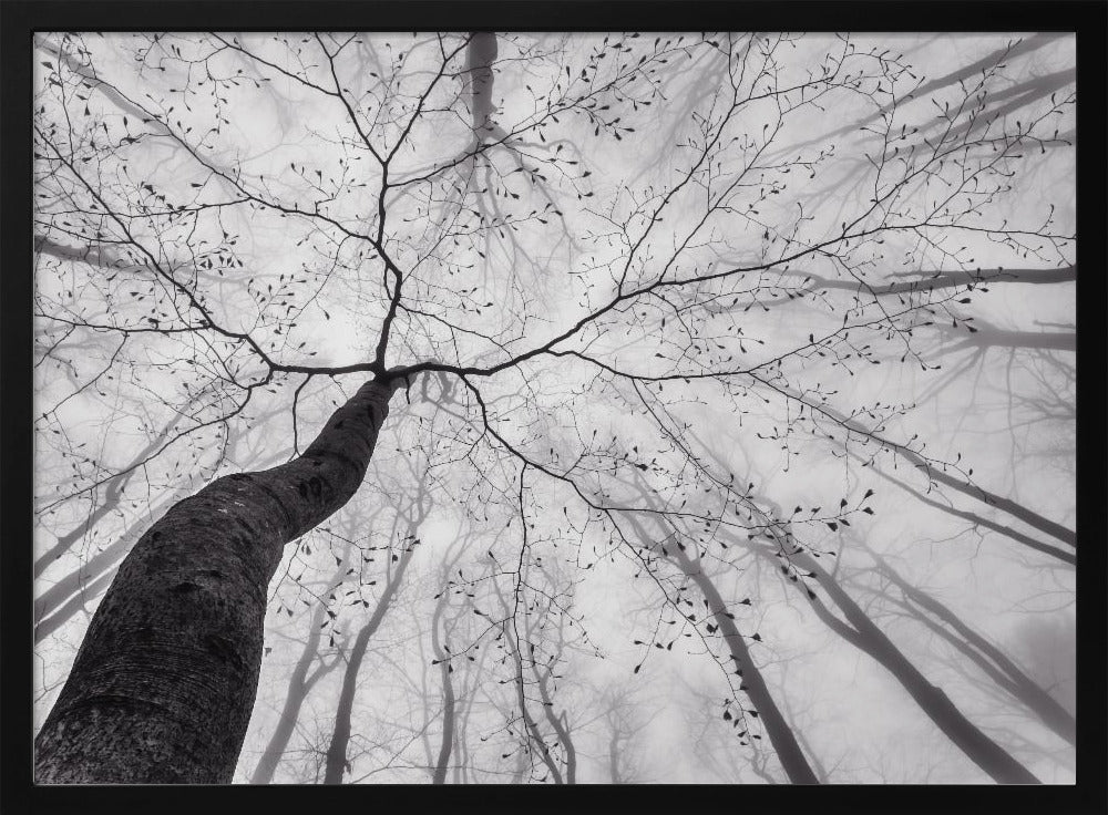 A view of the tree crown | Poster