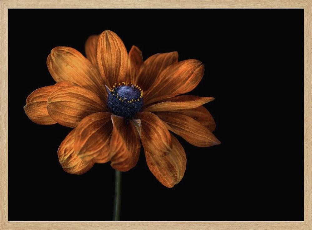 Rudbeckia | Poster