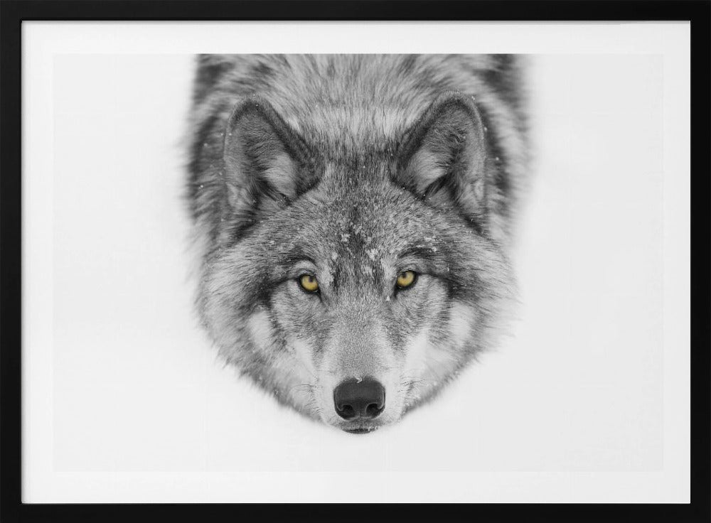 Gele ogen - Timber Wolf | Poster