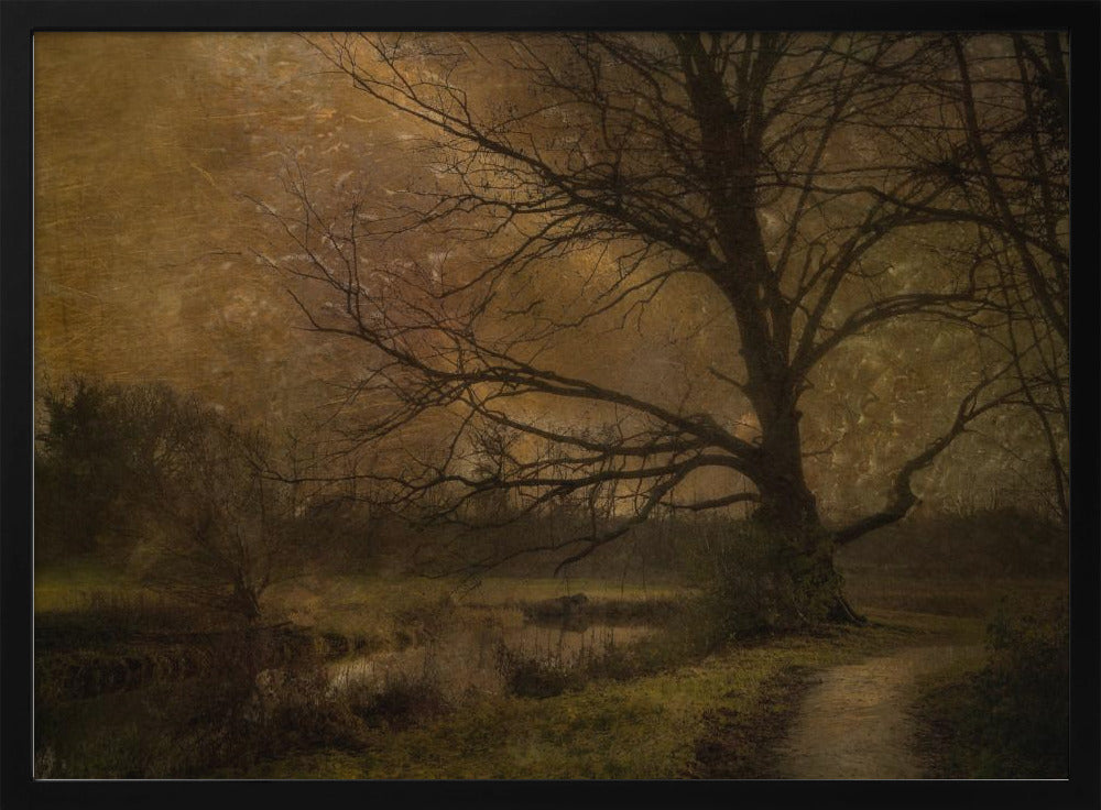 Old tree | Poster