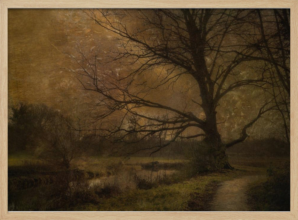 Old tree | Poster