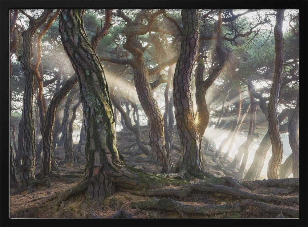Heilige pijnbomen | Poster