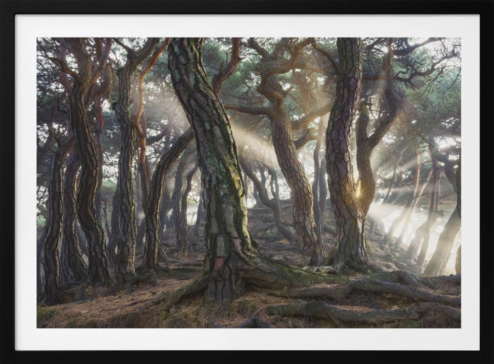 Heilige pijnbomen | Poster