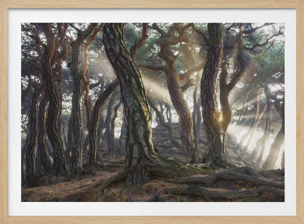Heilige pijnbomen | Poster