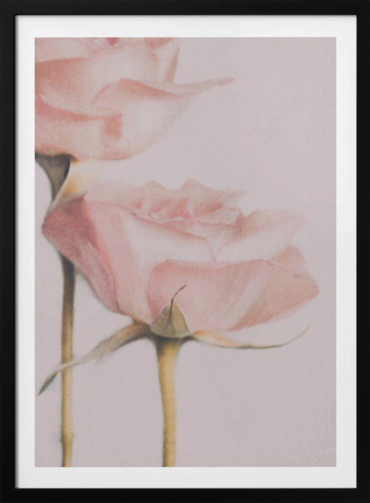 Twee Rozen | Poster