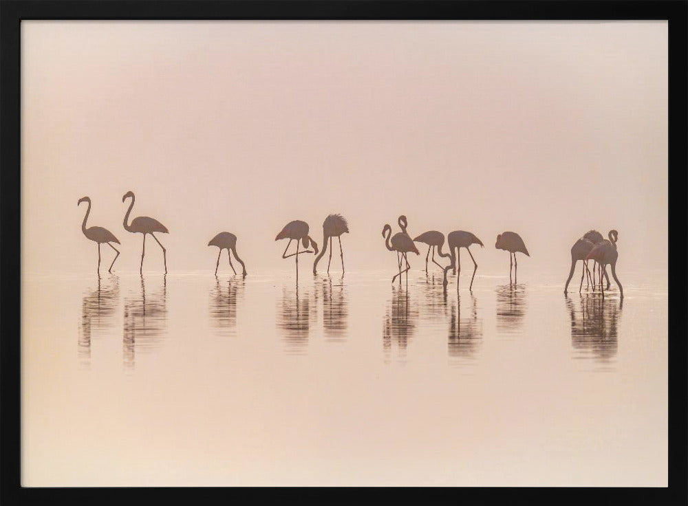 Flamingo's in de mist | Poster