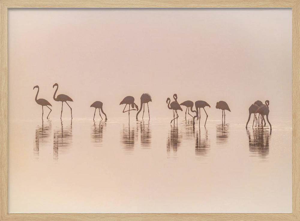 Flamingo's in de mist | Poster