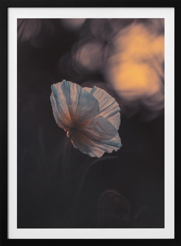 Last Ray | Poster