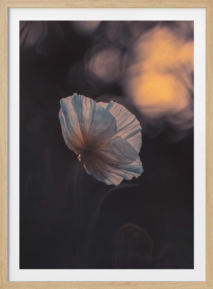Last Ray | Poster