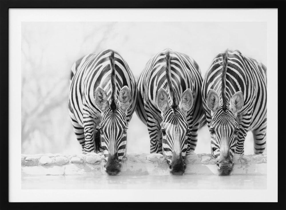 Zebra's | Poster