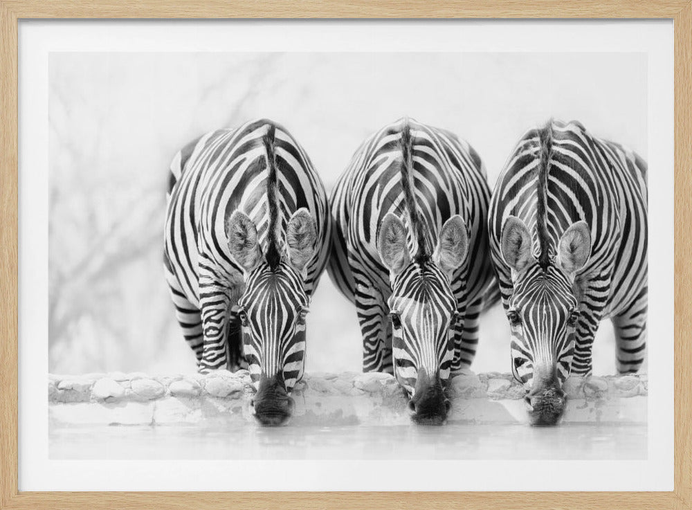 Zebra's | Poster