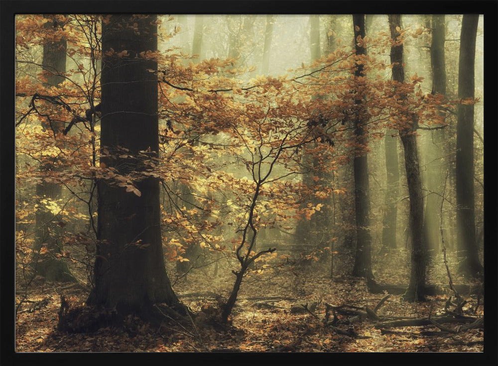 Soft fall | Poster