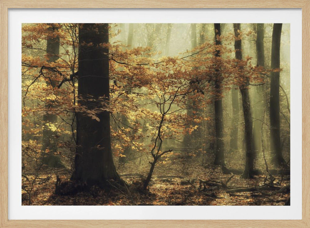 Soft fall | Poster