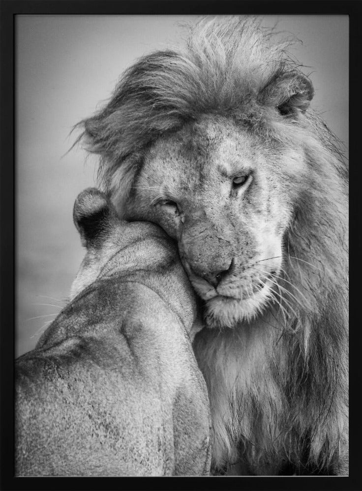 Afrikaanse liefde! | Poster