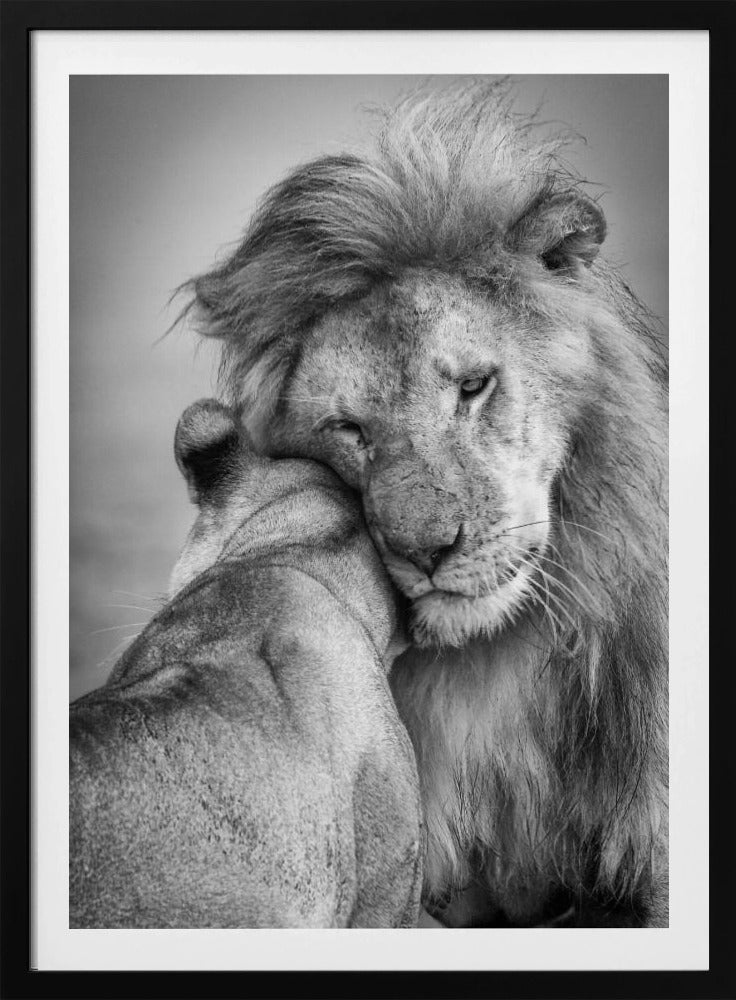 Afrikaanse liefde! | Poster