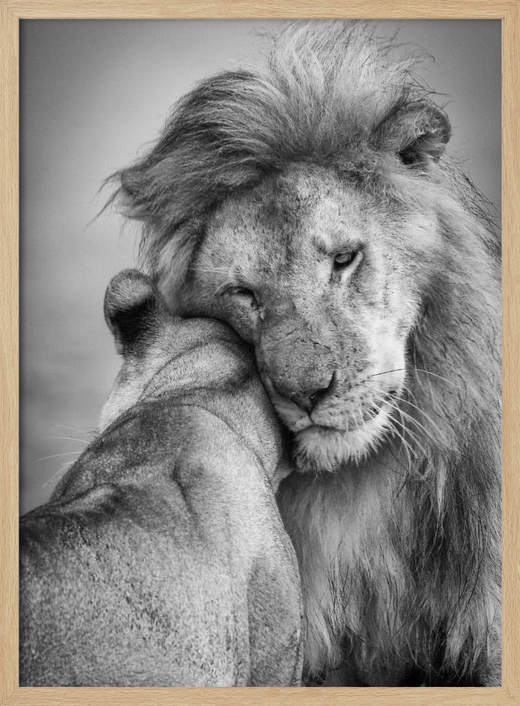 Afrikaanse liefde! | Poster