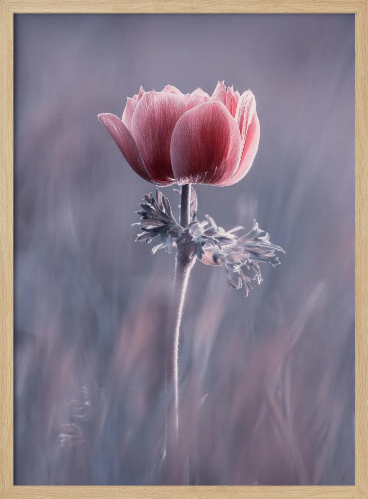 Roze! En dan? | Poster