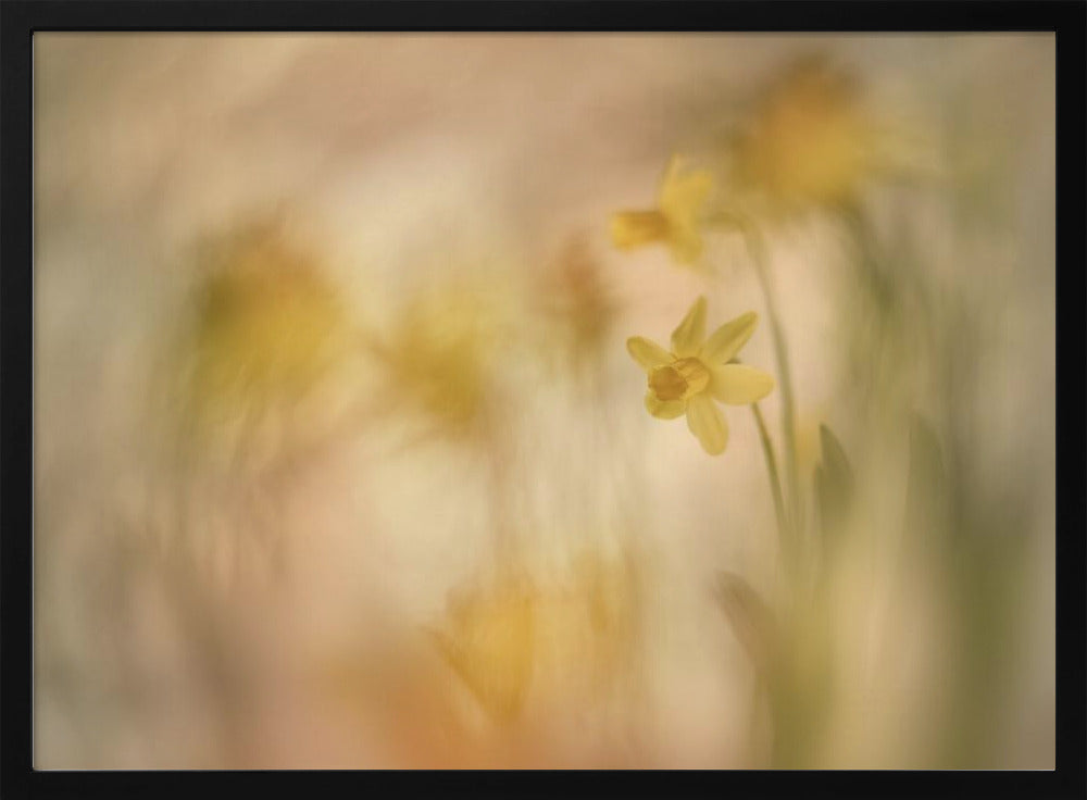 Narcissen | Poster