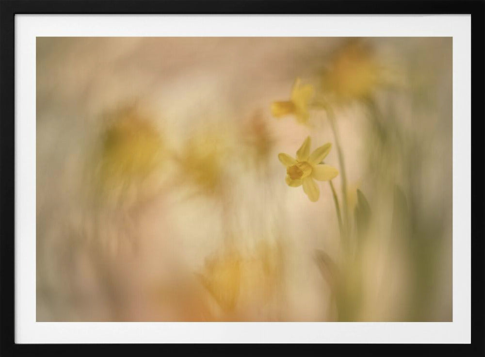 Narcissen | Poster