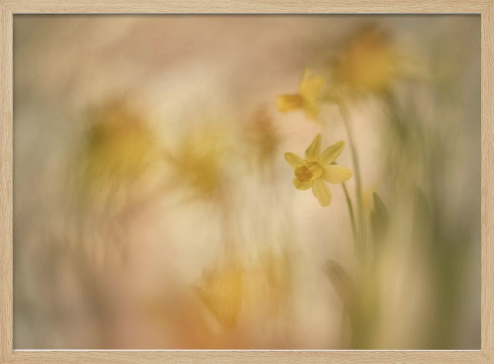 Narcissen | Poster
