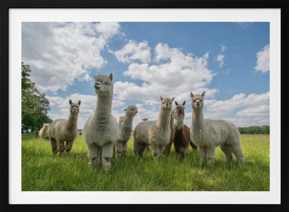 Stuur de Alpaca's op! | Poster