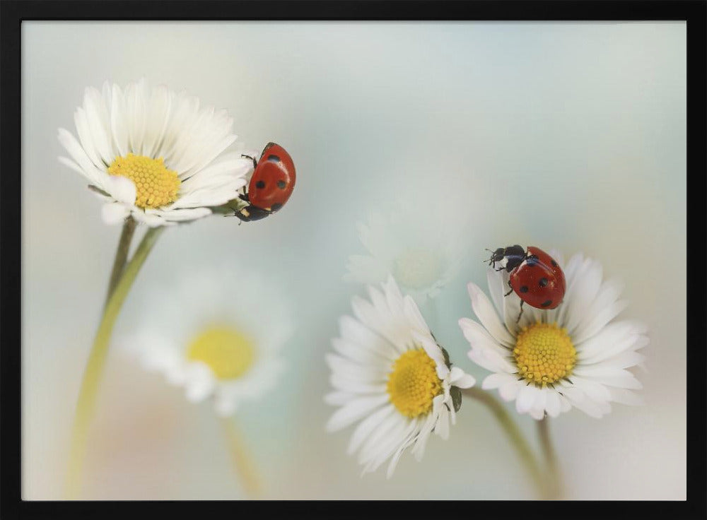 Lente.... | Poster