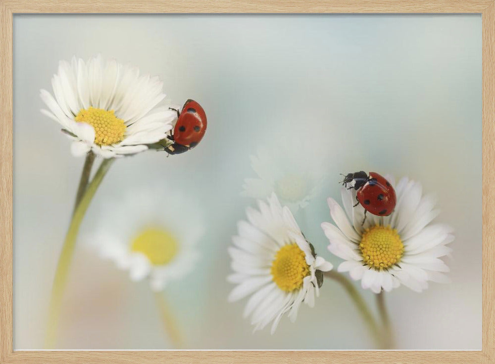 Lente.... | Poster