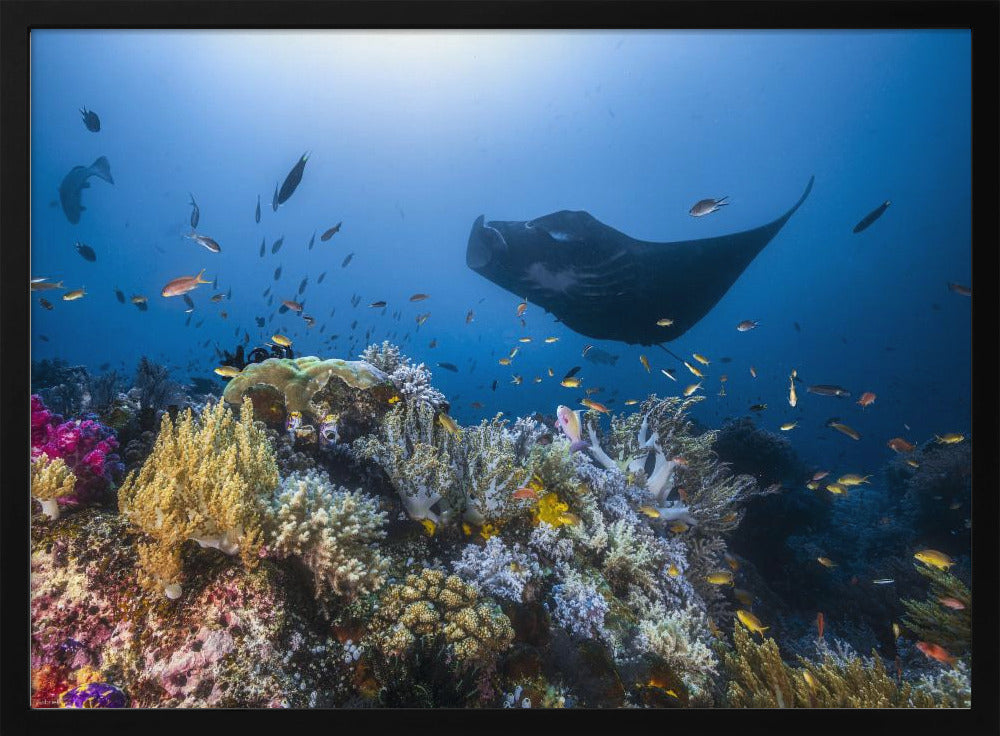 Manta-rif op het rif | Poster