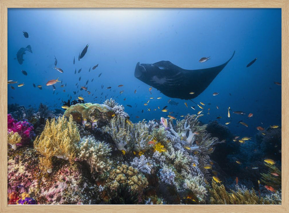 Manta-rif op het rif | Poster