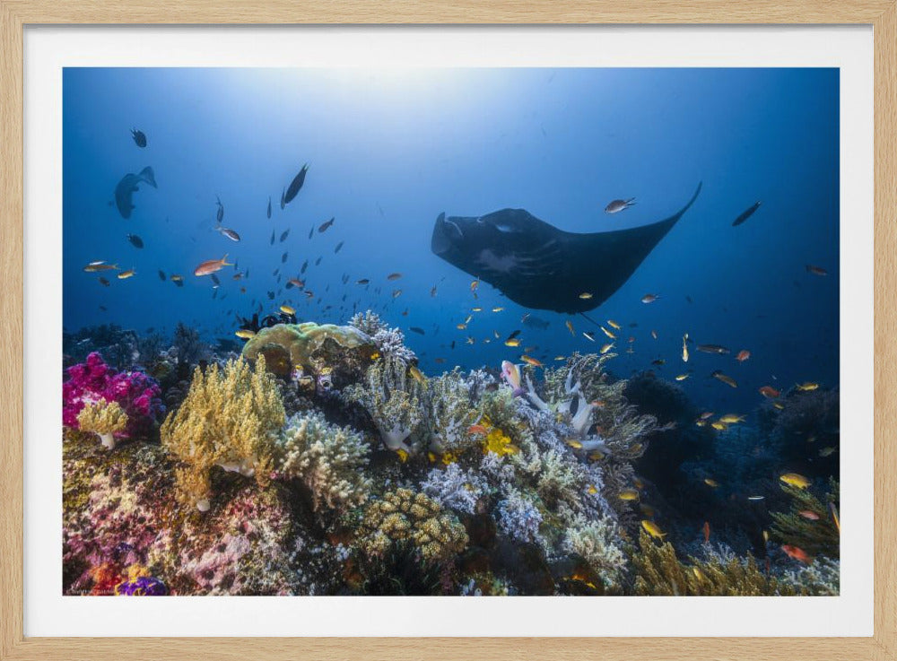 Manta-rif op het rif | Poster