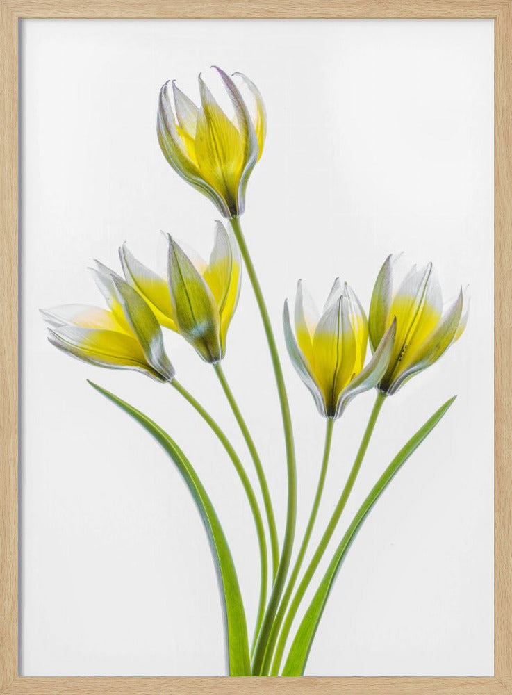 Tulp | Poster
