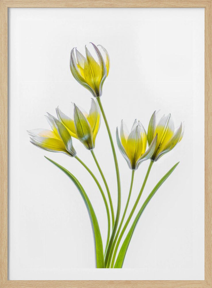 Tulp | Poster