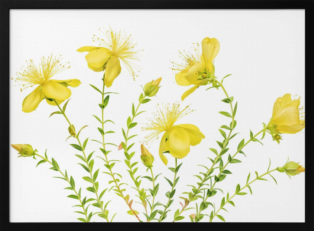 Hypericum | Poster