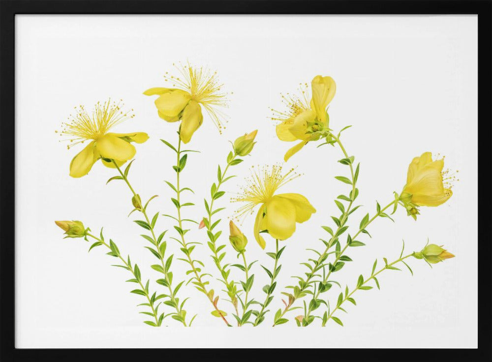 Hypericum | Poster