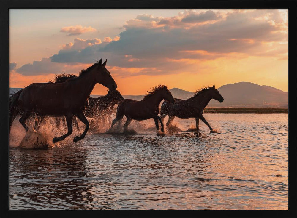 WATERPAARDEN | Poster