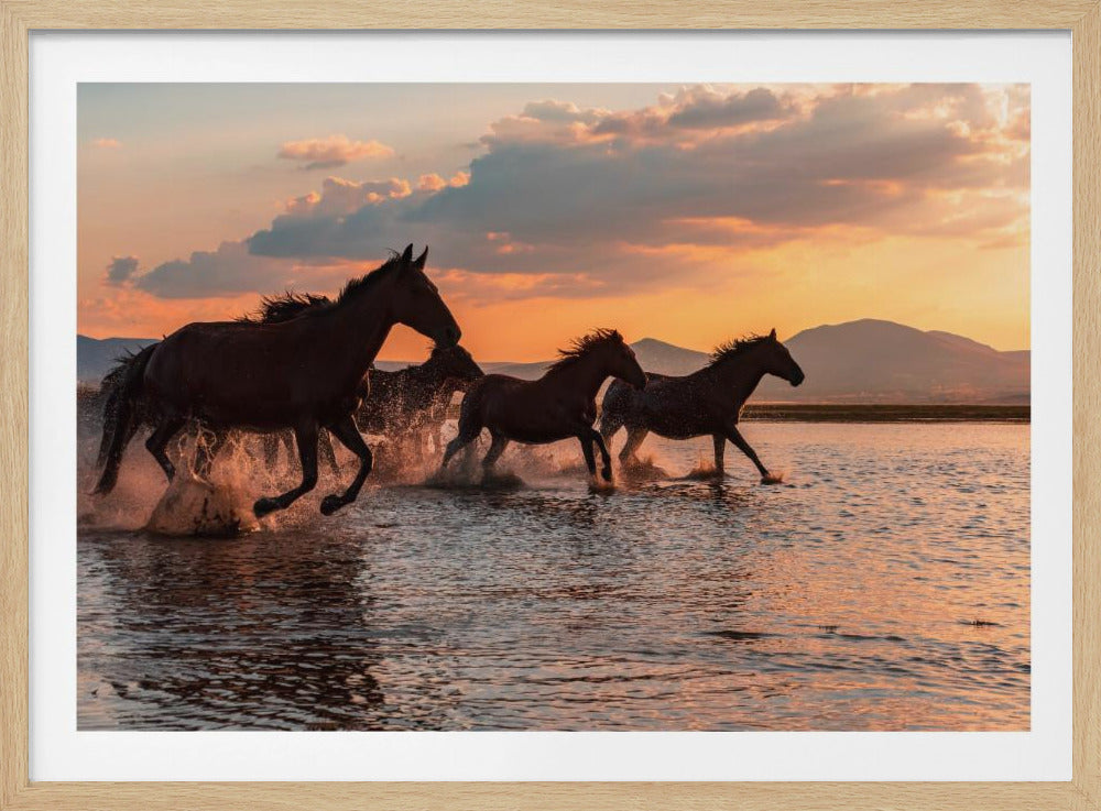 WATERPAARDEN | Poster