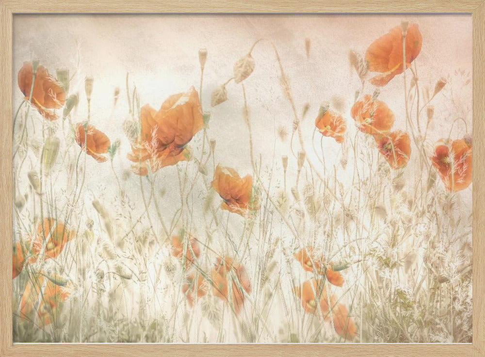 Klaprozen in het veld | Poster