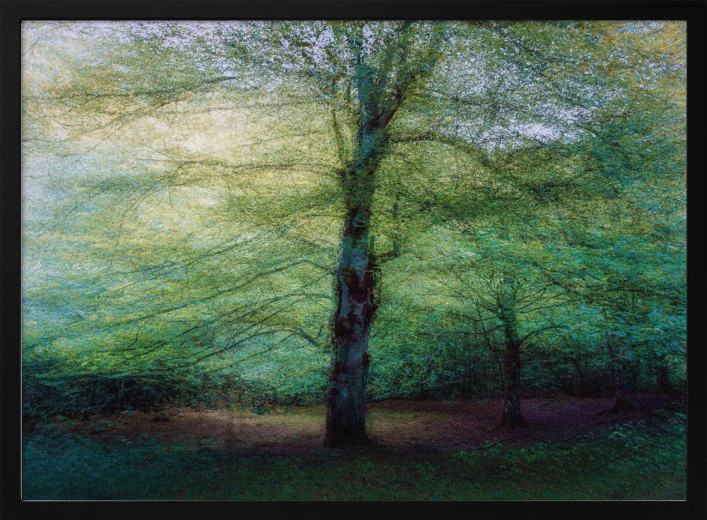forest | Poster
