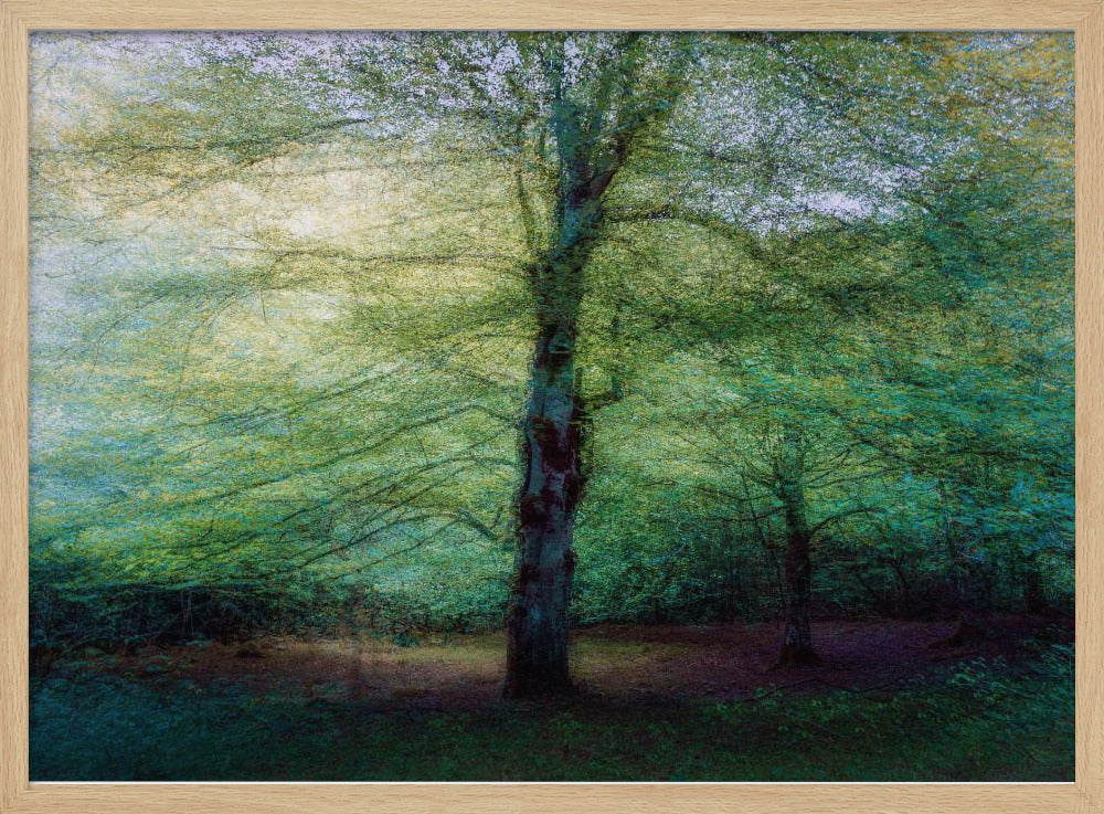forest | Poster