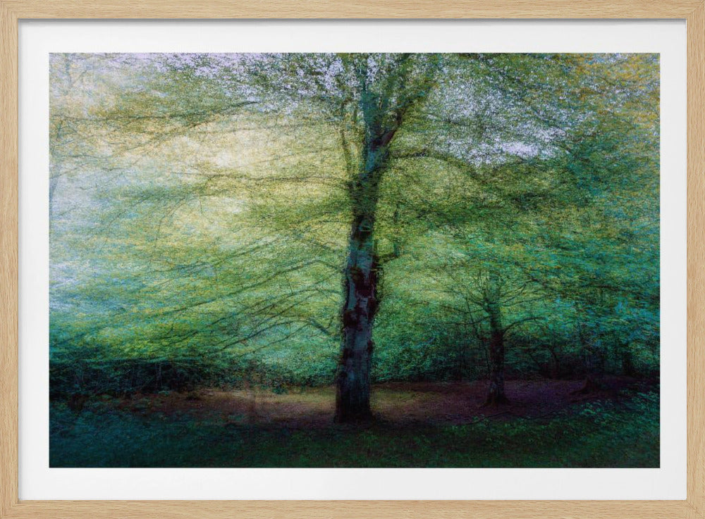 forest | Poster