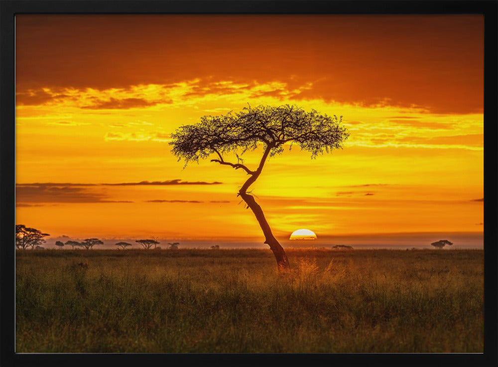 Oer-Afrika | Poster