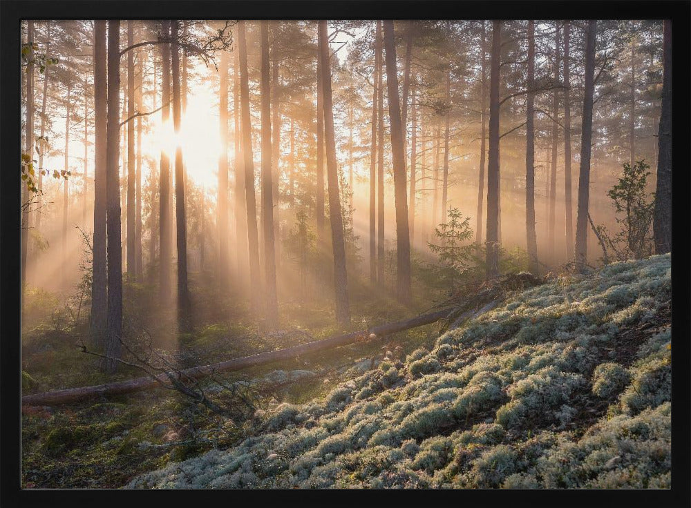 Mist in het bos met wit mos op de voorgrond | Poster