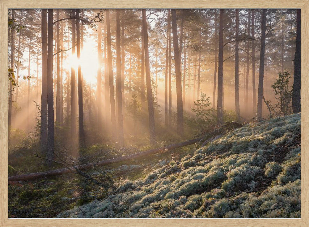 Mist in het bos met wit mos op de voorgrond | Poster