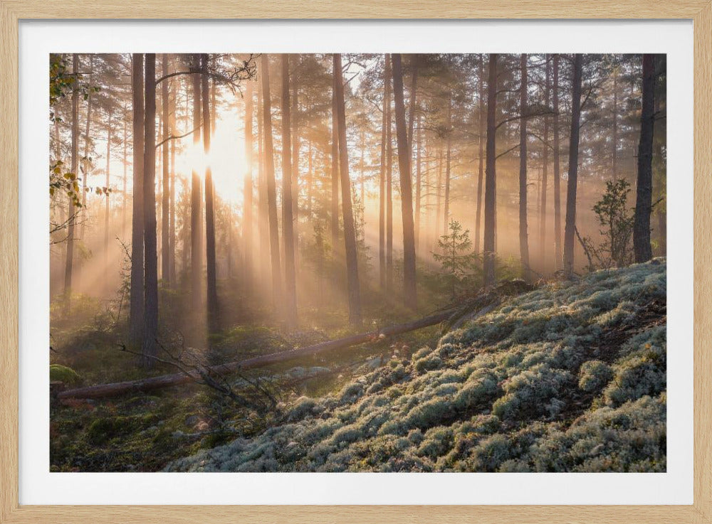 Mist in het bos met wit mos op de voorgrond | Poster
