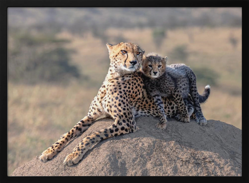 Cheetah en kopje! | Poster