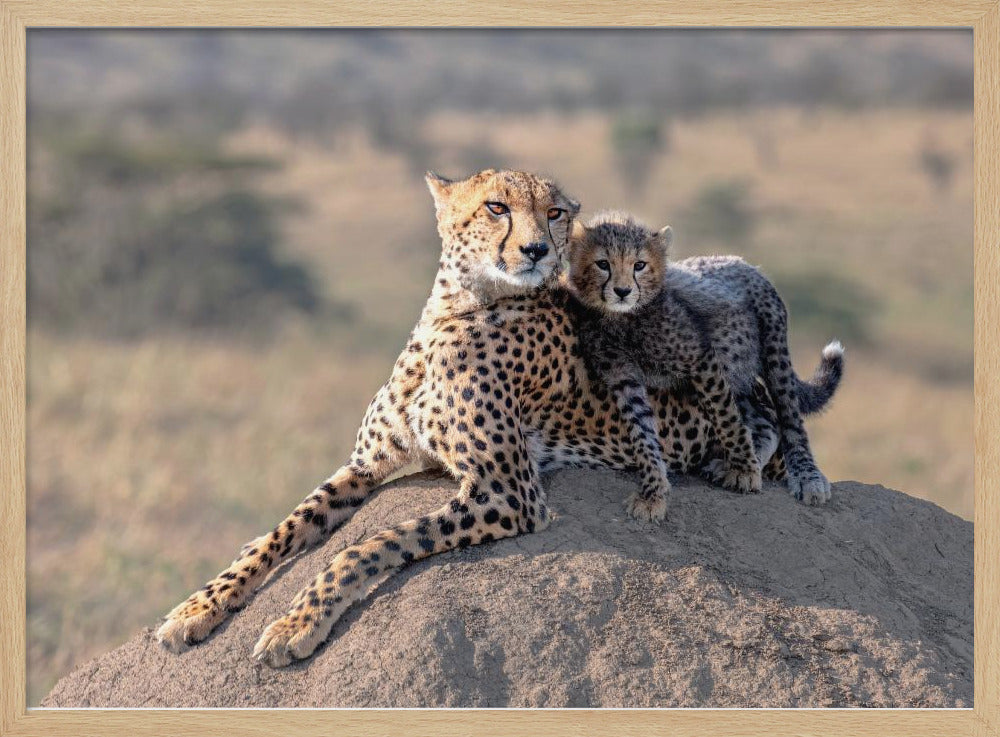 Cheetah en kopje! | Poster