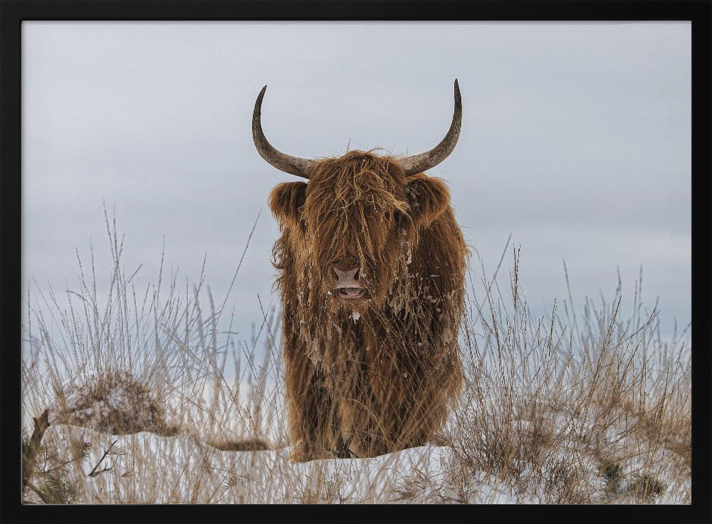 Hooglander in de sneeuw | Poster
