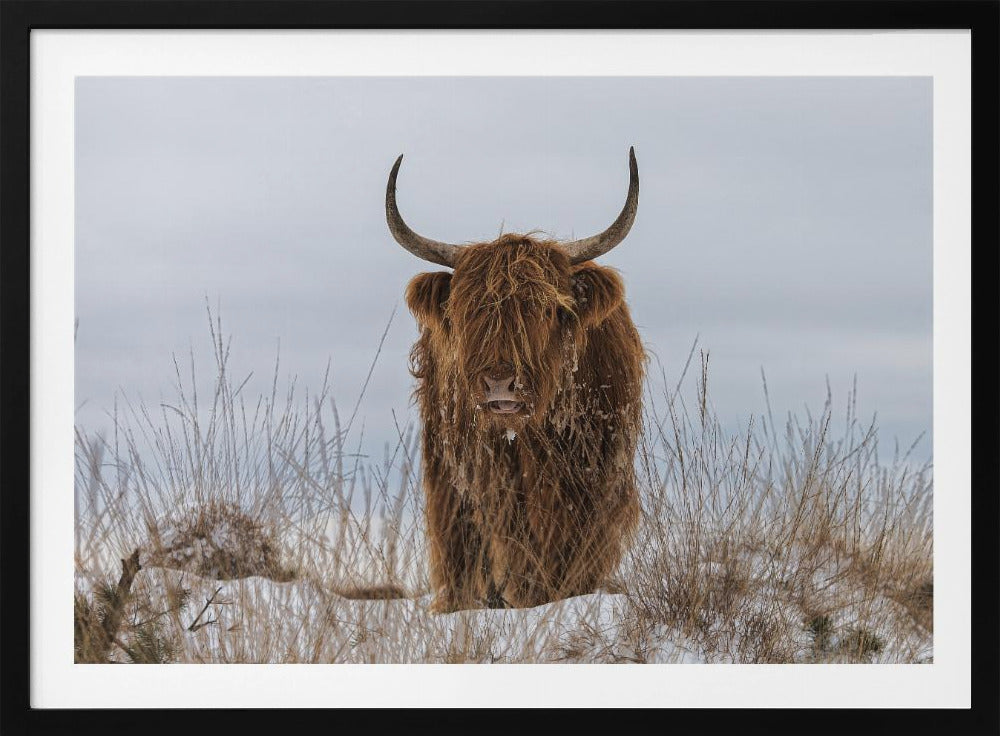 Hooglander in de sneeuw | Poster