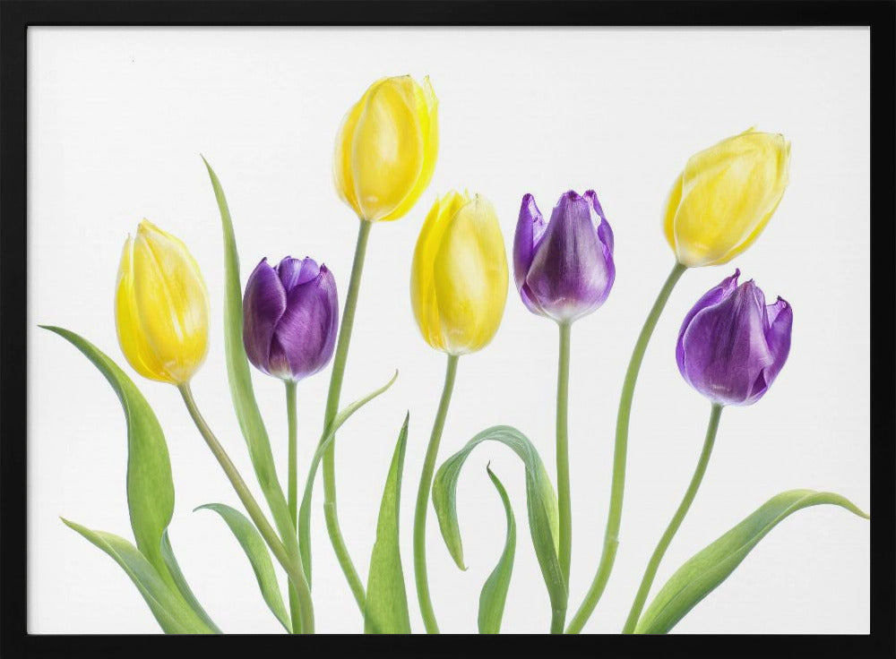 Tulp | Poster